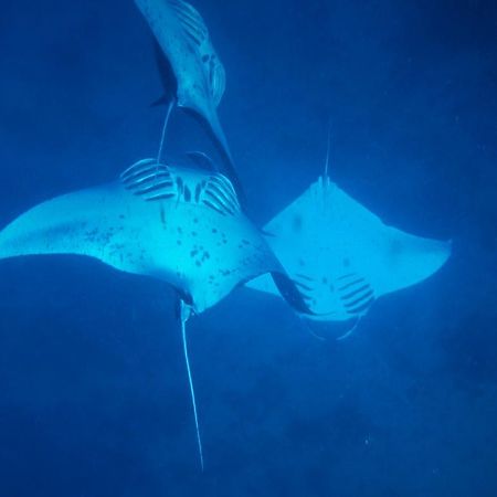 Mai Dive' Astrolabe Reef Resort Naqara Eksteriør bilde