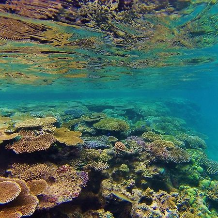 Mai Dive' Astrolabe Reef Resort Naqara Eksteriør bilde