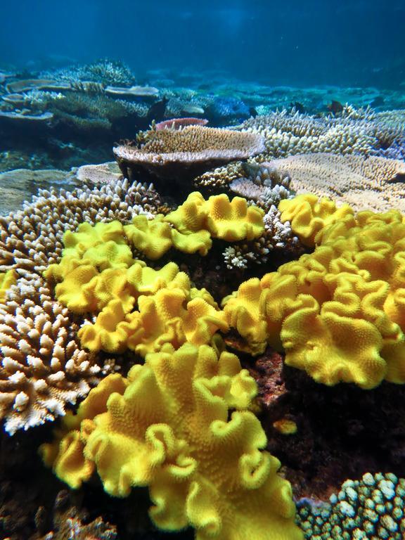 Mai Dive' Astrolabe Reef Resort Naqara Eksteriør bilde