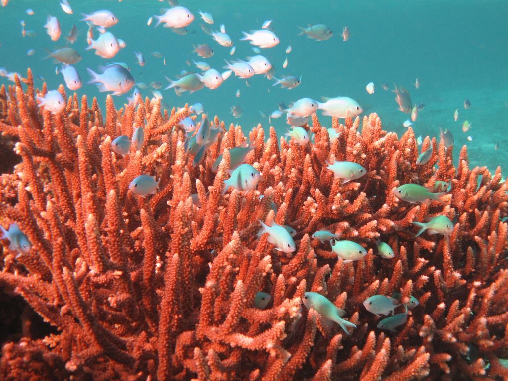 Mai Dive' Astrolabe Reef Resort Naqara Eksteriør bilde