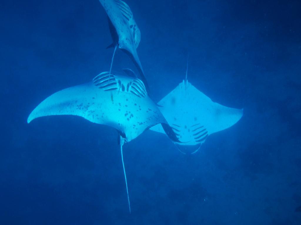 Mai Dive' Astrolabe Reef Resort Naqara Eksteriør bilde